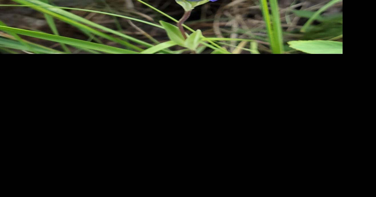 Wildflower outing set for Saturday