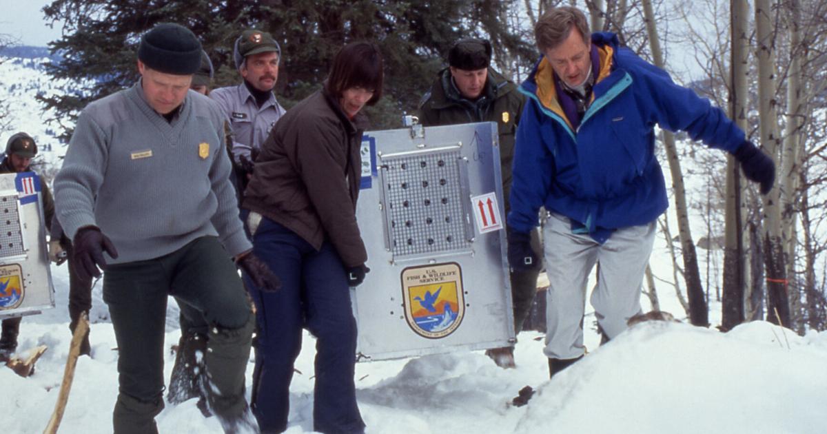 Carter’s Hope: After U.S. government killed off Western wolves, a bold experiment brought them back