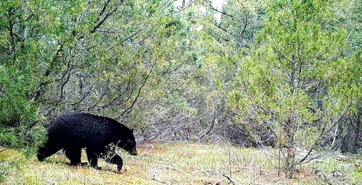 Black bear near Virginia City campground