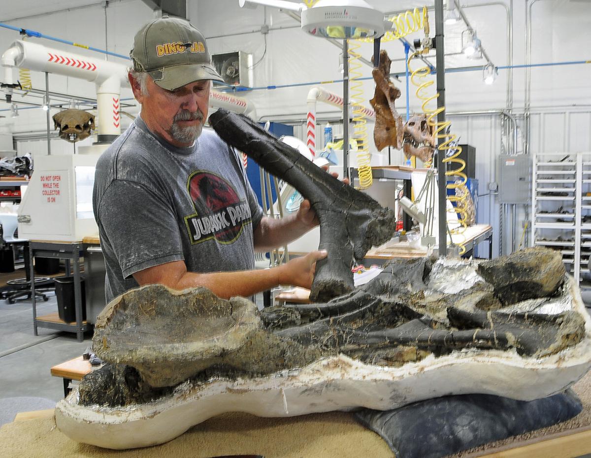 Huge dinosaur fossils hauled to Billings for cleaning; may be new