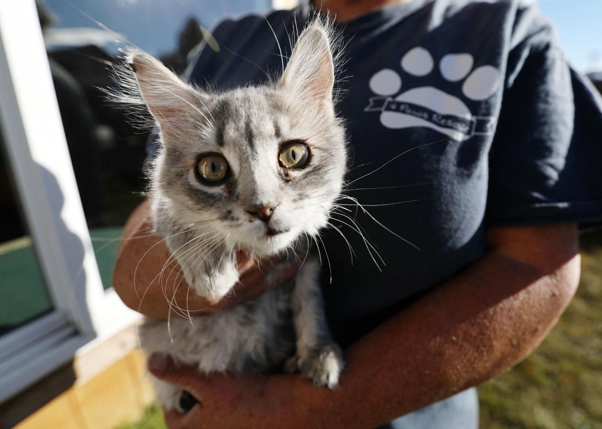 Cardwell Animal Rescue Gets Another Chance For A Home Local