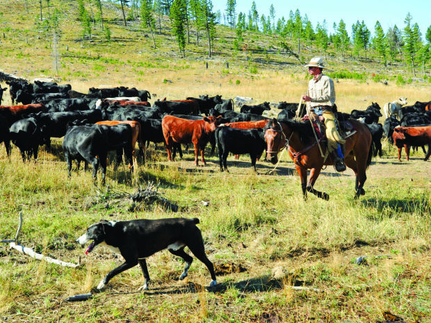dog herding cows