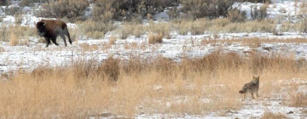 Husky grazers: Yellowstone’s bison offer ample photo ops