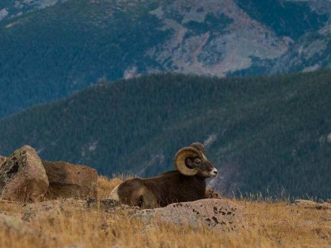 FWP accepting applications for a bighorn sheep advisory panel