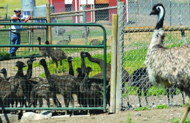EMU RANCH