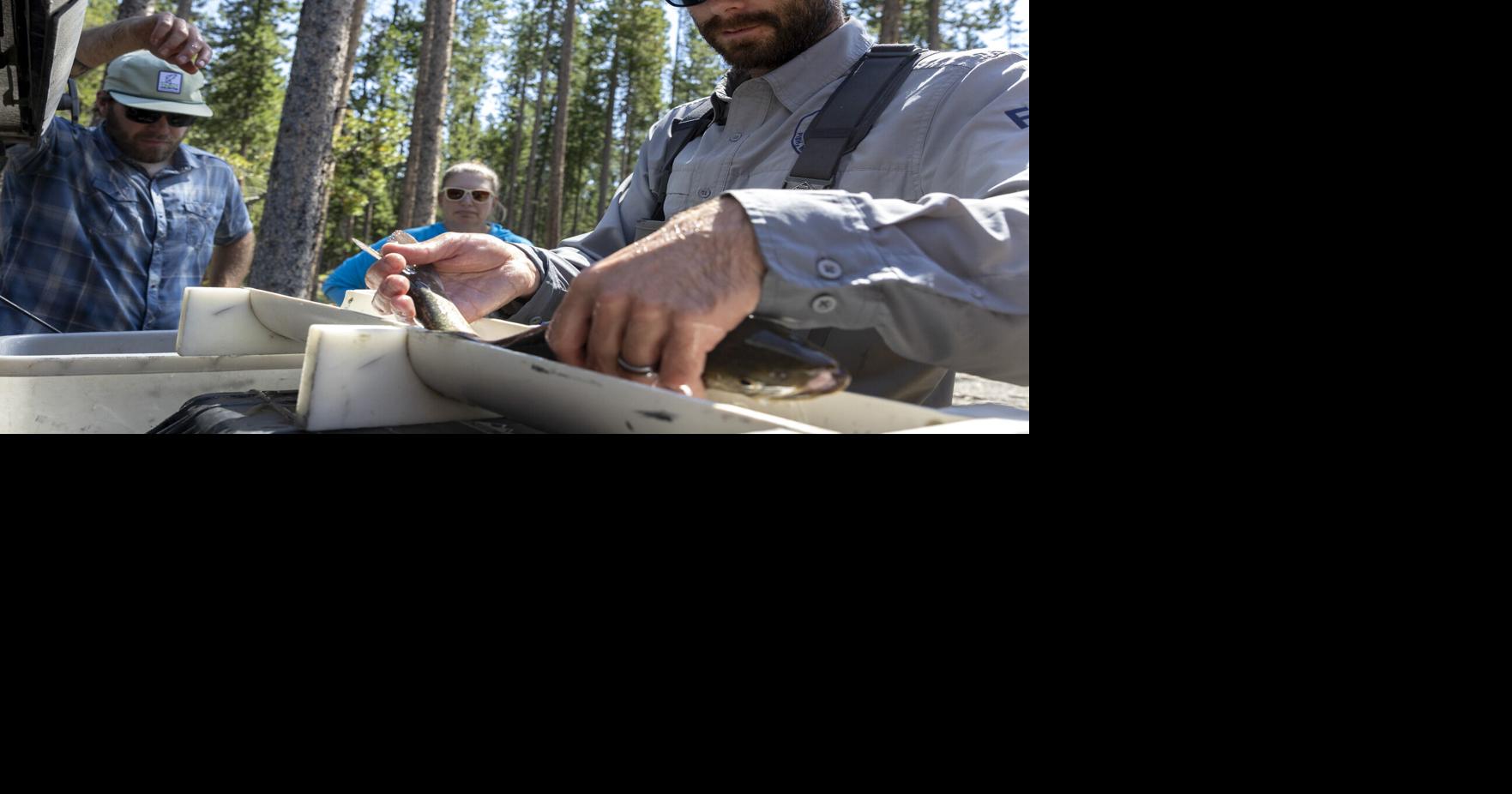 'An incredibly tough place to work': FWP biologist praised as he leaves Upper Clark Fork