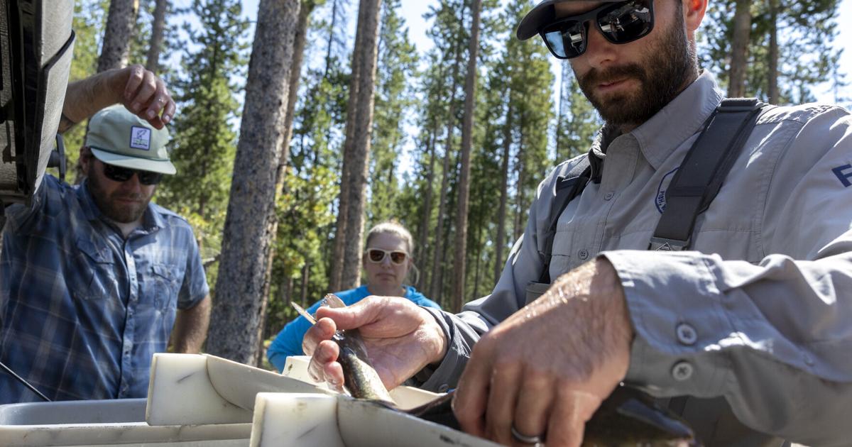'An incredibly tough place to work': FWP biologist praised as he leaves Upper Clark Fork