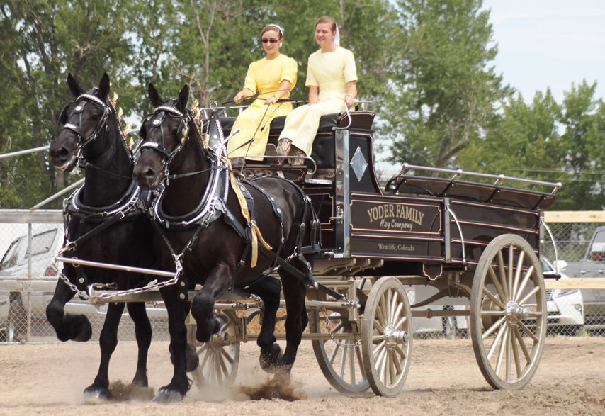 Big Sky Draft Horse Expo June 30, July 12 in Deer Lodge Local