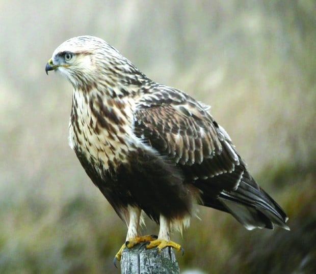 Roughlegged hawks like Montana winters Outdoors