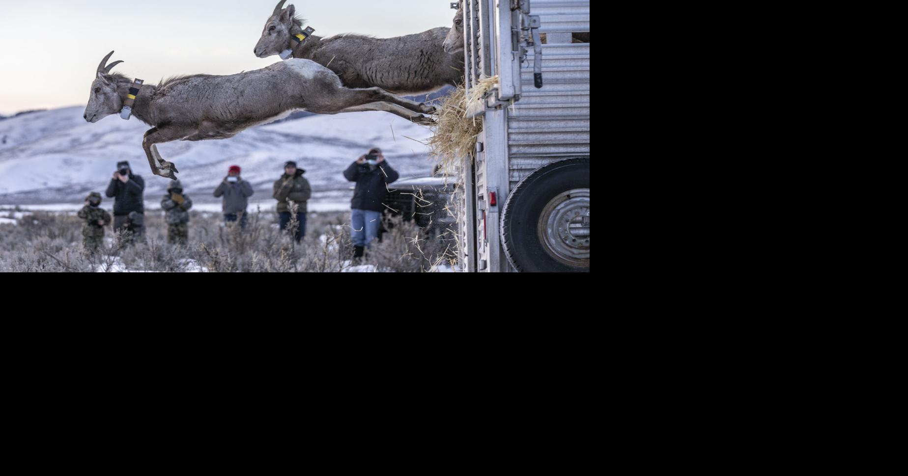 Goat herd moved 300 miles to escape fires