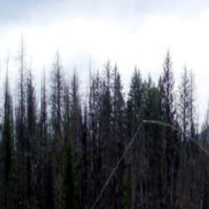 Flathead River South Fork Offers Rugged Beauty Bull Trout Fishing Mtstandard Com