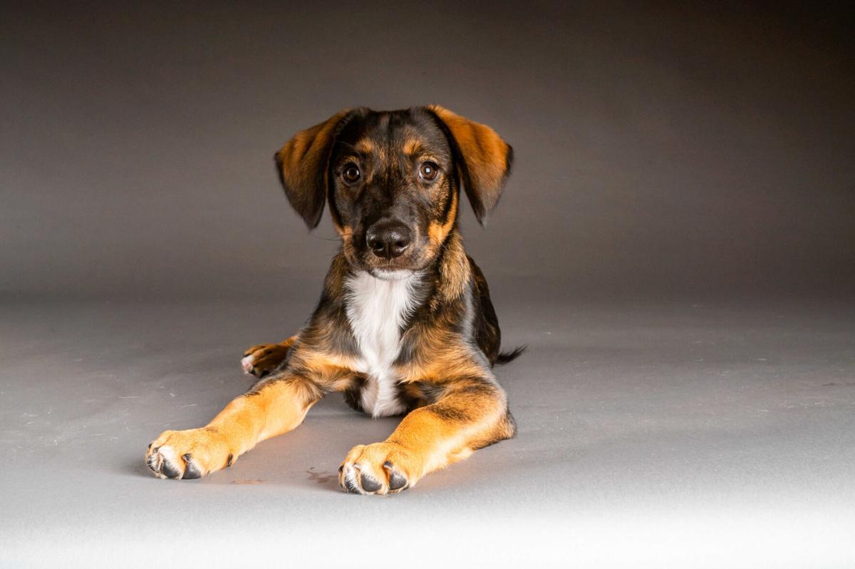 Meet The Starting Lineup For The 2021 Puppy Bowl Pets Mtstandard Com