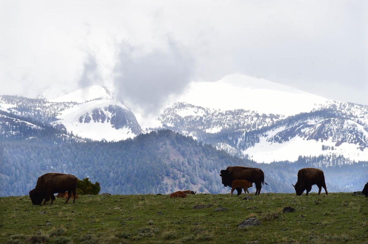 Bison