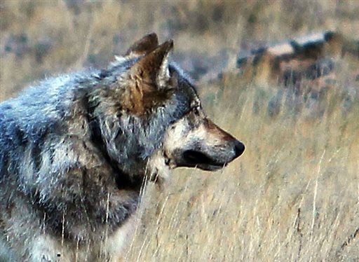 Gray wolf