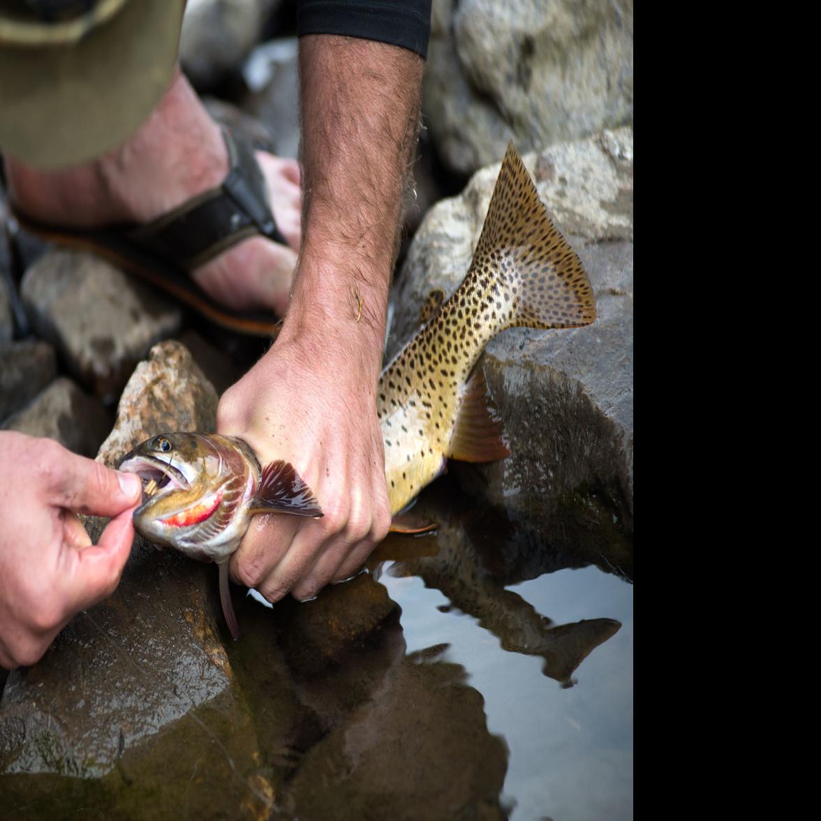 Montana Fishing Report Plenty Of Fall Options For Walleye Pike Bass Trout Outdoors Mtstandard Com