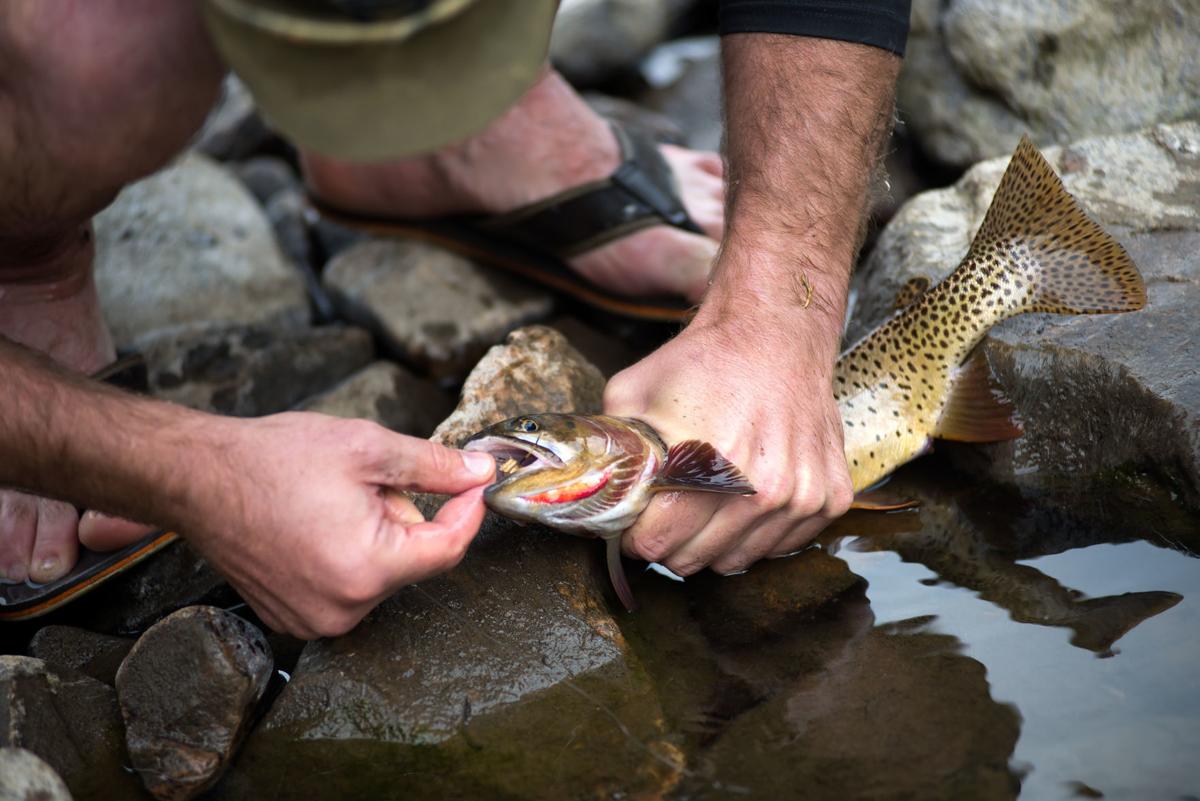 Montana fishing report: Plenty of fall options for walleye, pike, bass,  trout