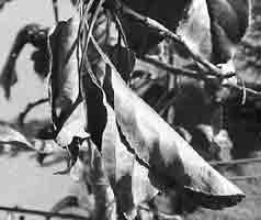 Treat fire blight after first blooms 