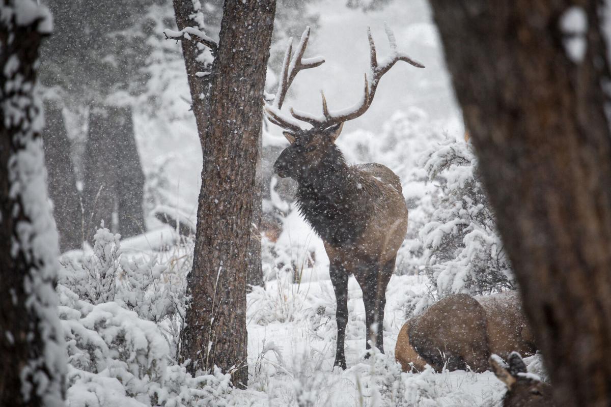 Elk in the snow