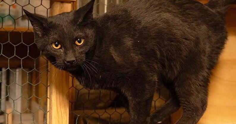 Pets of the Week for May 18, 2024 - Vimarsana News