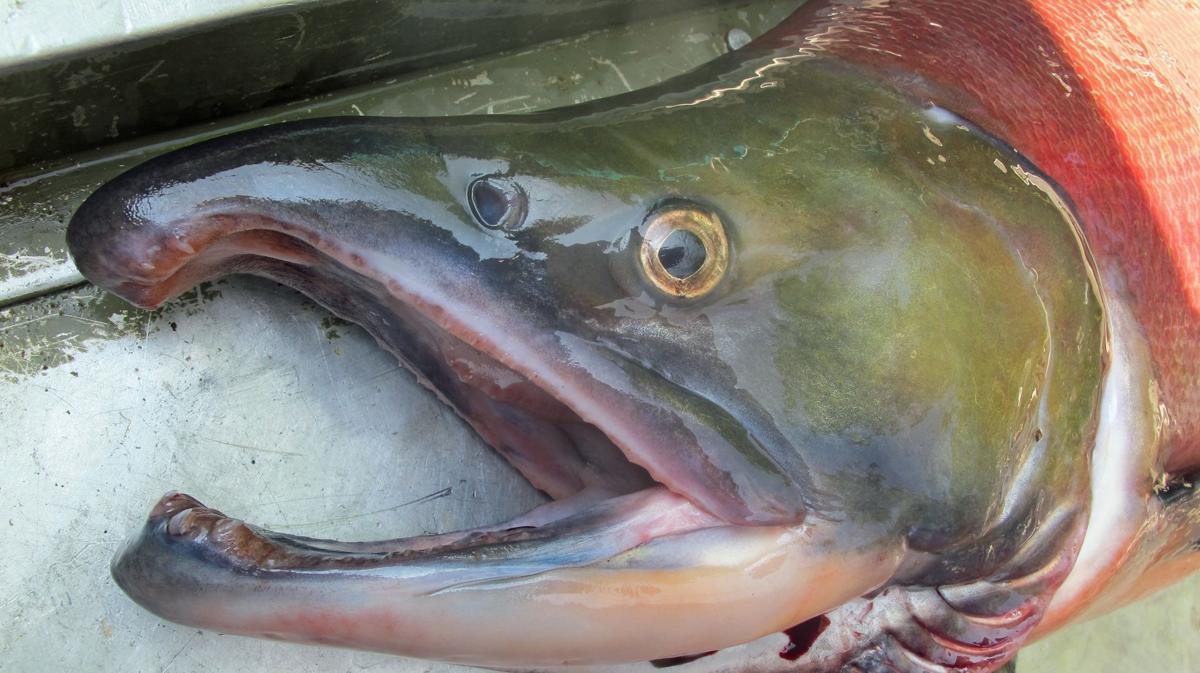 Hard water blamed for Idaho's hatchery sockeye salmon deaths Outdoors