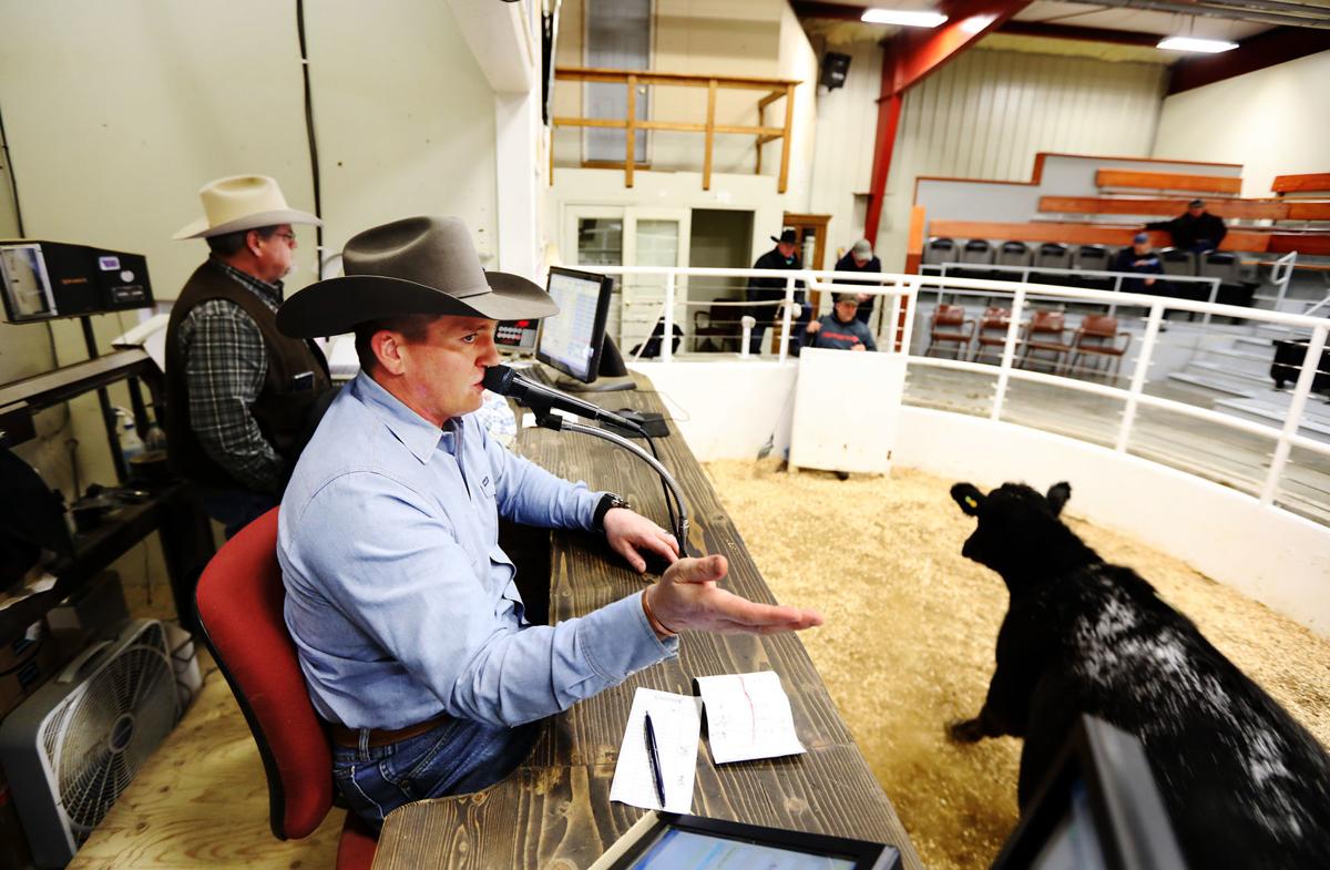 'I’ve kind of dedicated my life to it' Dillonbased cattle auctioneer