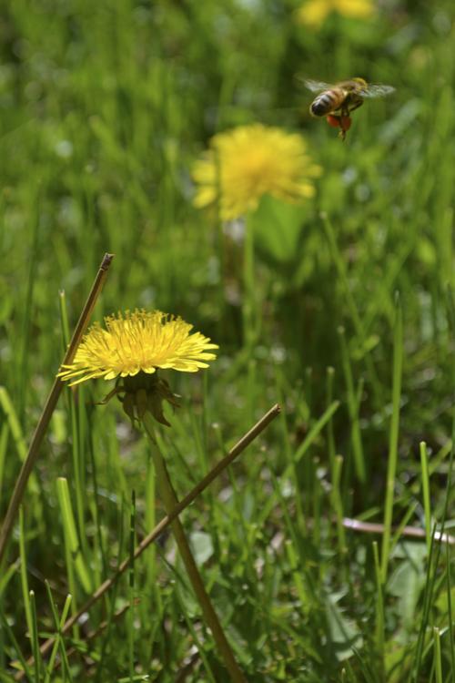 Dandelion flowers, leaves mix bitterness with pleasure  Food