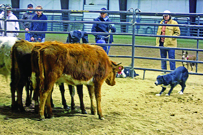 stock dogs working cattle