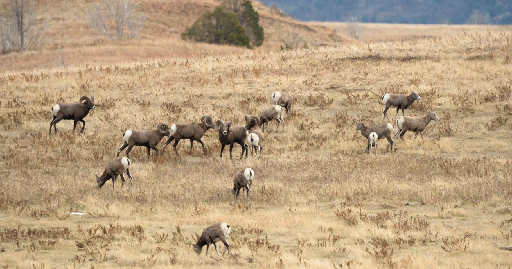 Bighorn population still at record level in western ND - Vimarsana News