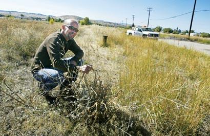 Butte’s war on weeds Butte-Silver Bow Weed Control Coordinator Mark ...