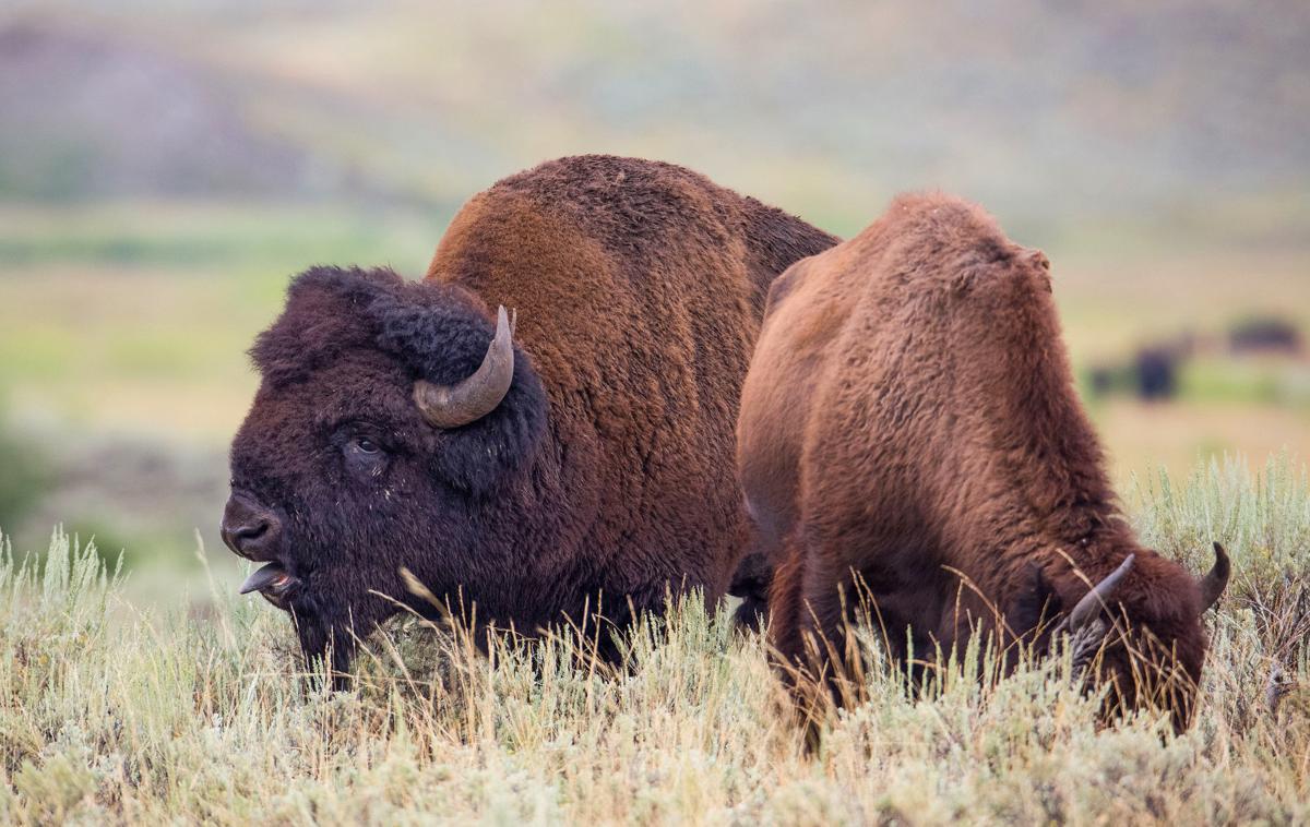 Bison rut