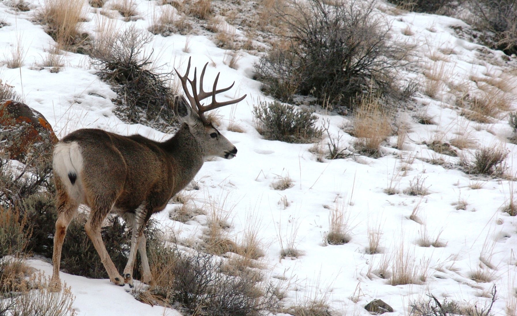 Mule Deer Buck Harvested Near Glasgow Suspected Positive For Deadly ...