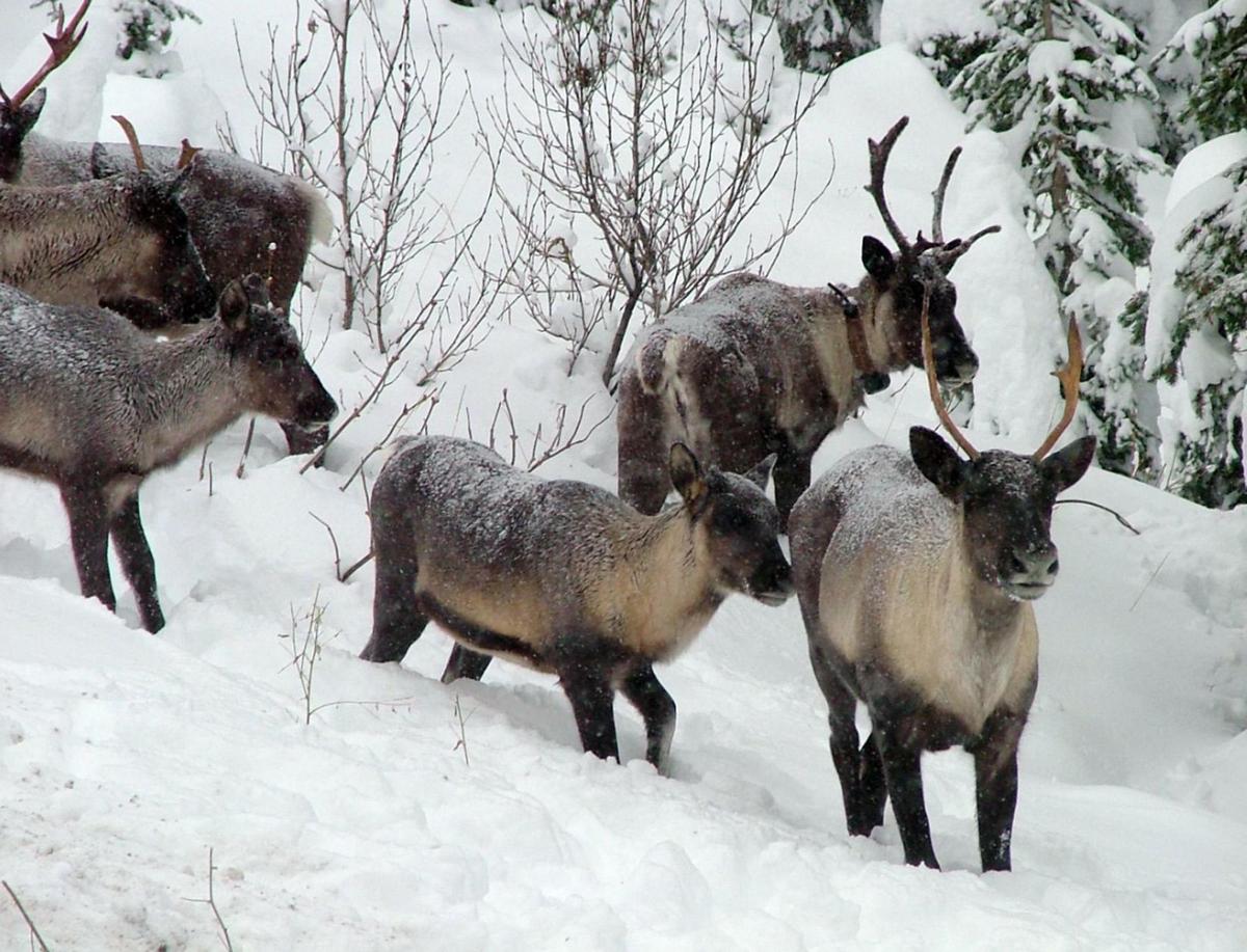 Rare woodland caribou sighted in northwest Montana Outdoors