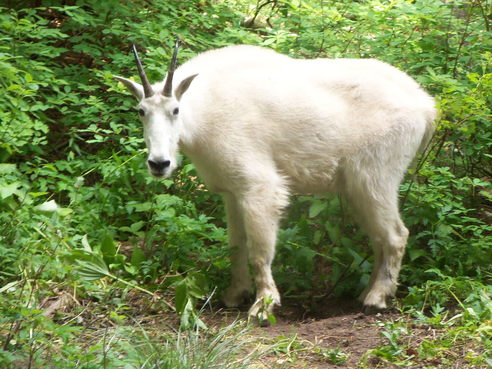 Aggressive mountain goats lured to Heart Lake hiker campsites