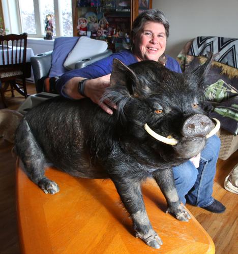 Board recommends amending pet pig ordinance, allowing the critters on one  acre
