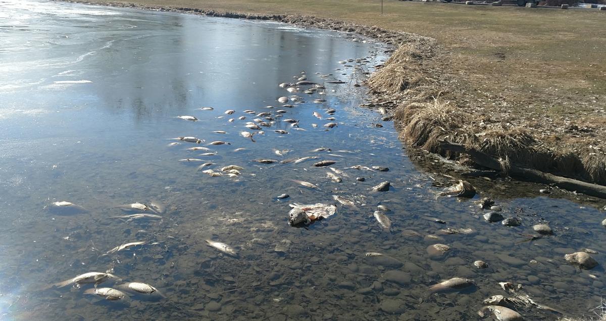 Winter fish kill hits Riverfront Park's Lake Josephine Outdoors