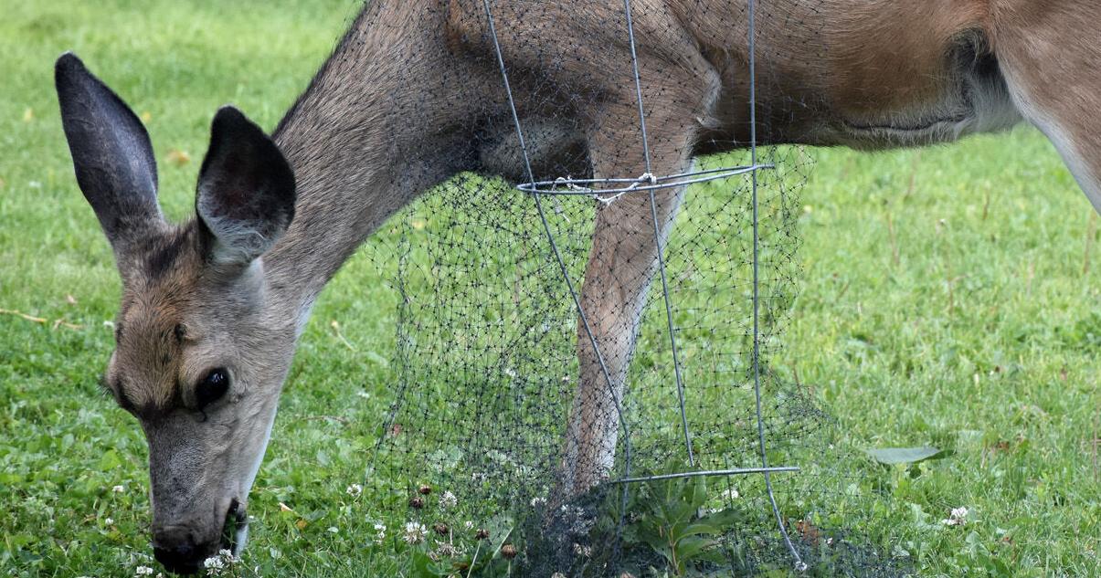 Anaconda commissioners approve urban wildlife task force - Vimarsana News