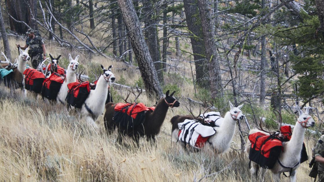 Llama Pack Hunting Mtstandard Com