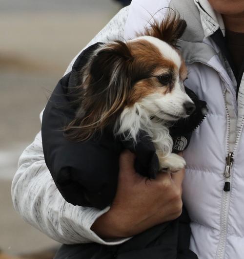 A Smart Dog.JPG