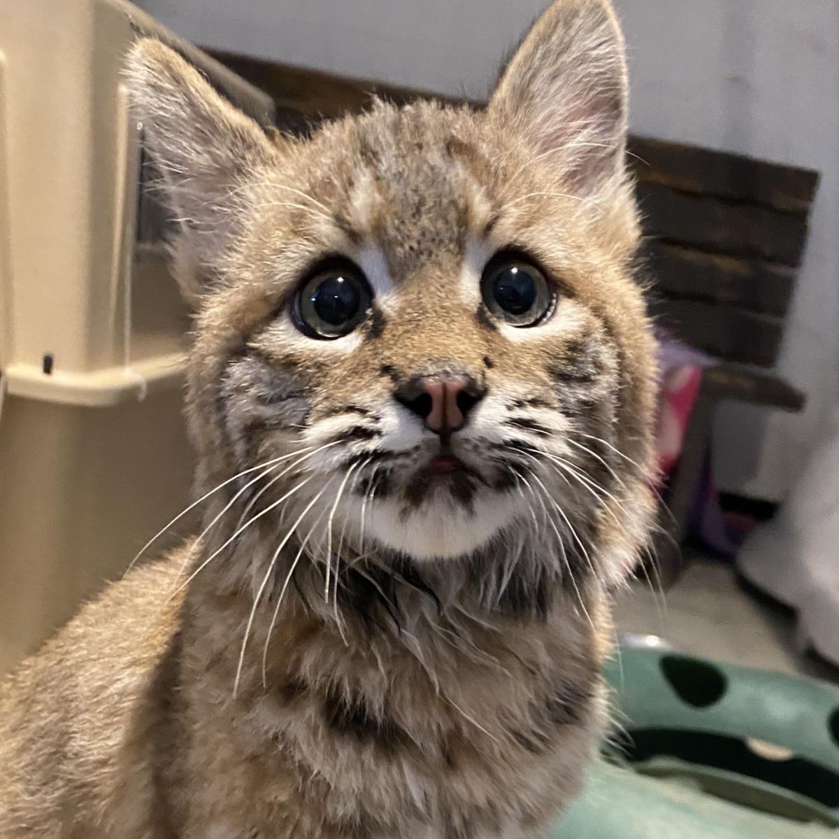 from FWP kitten Bobcat under to transferred Lodge law sanctuary new wildlife Red