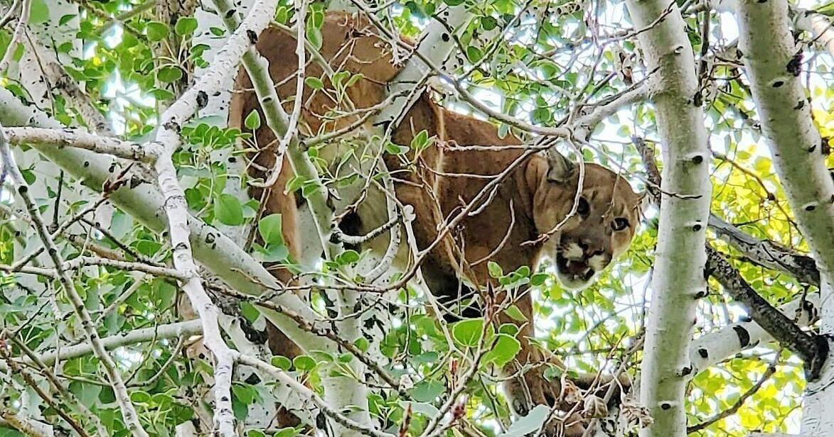 Montana officials retool policy to hunt more mountain lions