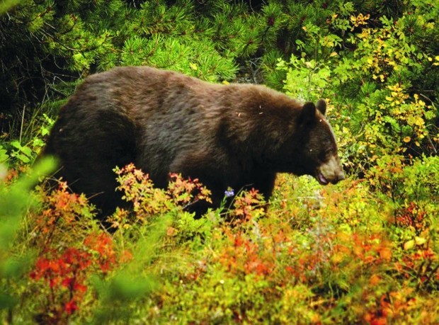 When it comes to nature in Waterton Canyon, who wins? Da Bears