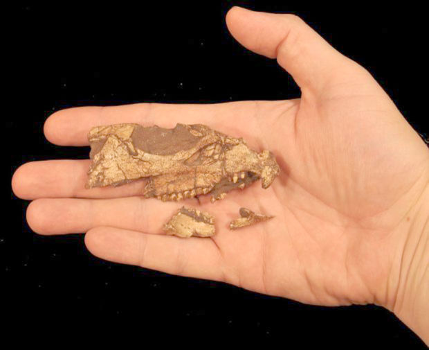 what was the first dinosaur ever found