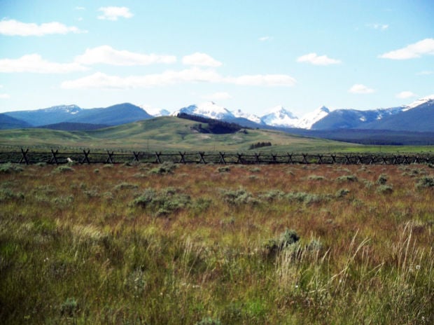 Vipond Park wildflower tour slated for June 23 in Pioneer Mountains