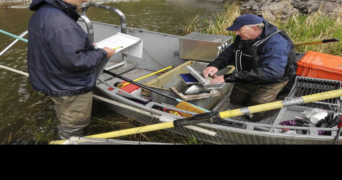 Bad mutts Study shows crossbreeding hurts native trout