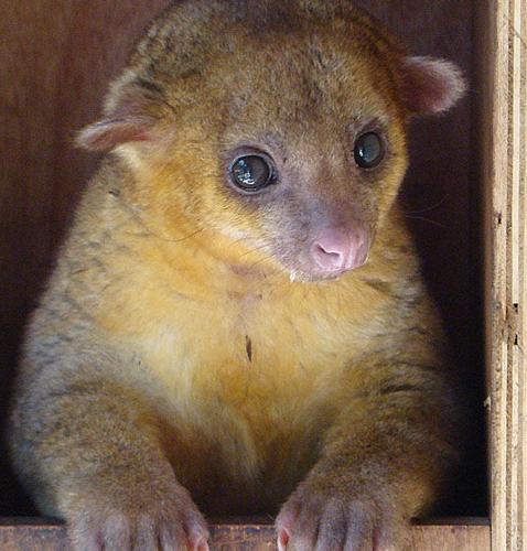 No kinkajou for you: Montana won't allow exotic animal as pet No kinkajou for you: Montana won't allow exotic animal as pet