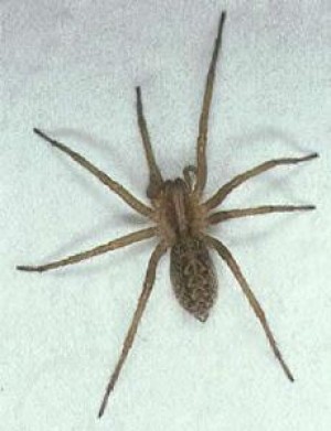 brown recluse hobo spider