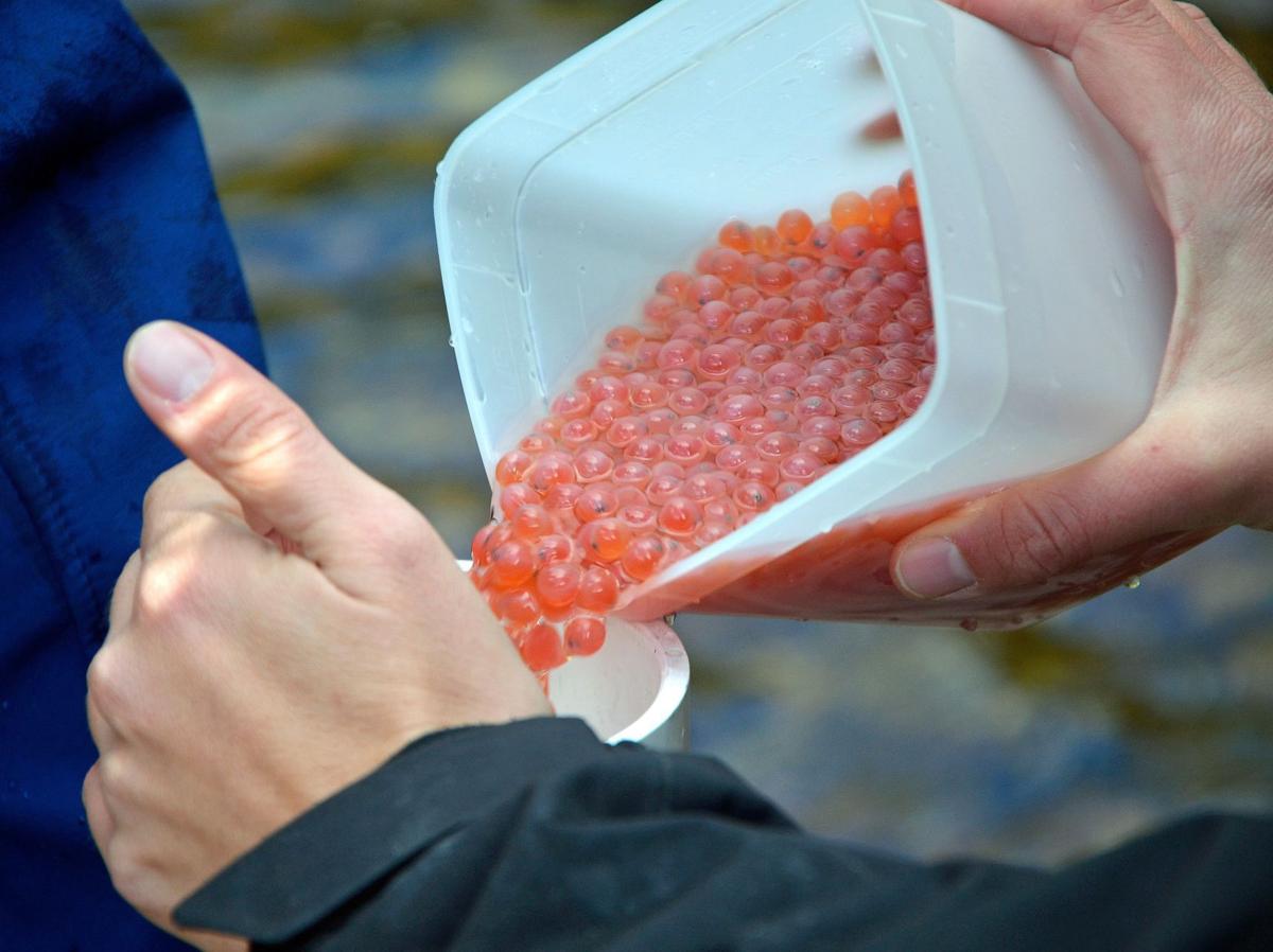 Nez Perce seed streams with chinook salmon eggs Outdoors