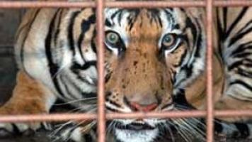 Tiger Alligator Found In Nyc Apartments Sent To Refuges National Tiger Alligator Found In Nyc Apartments Sent To Refuges National News Mtstandard