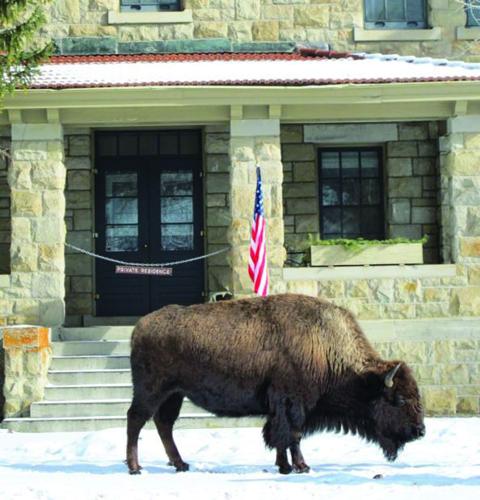Yellowstone bison