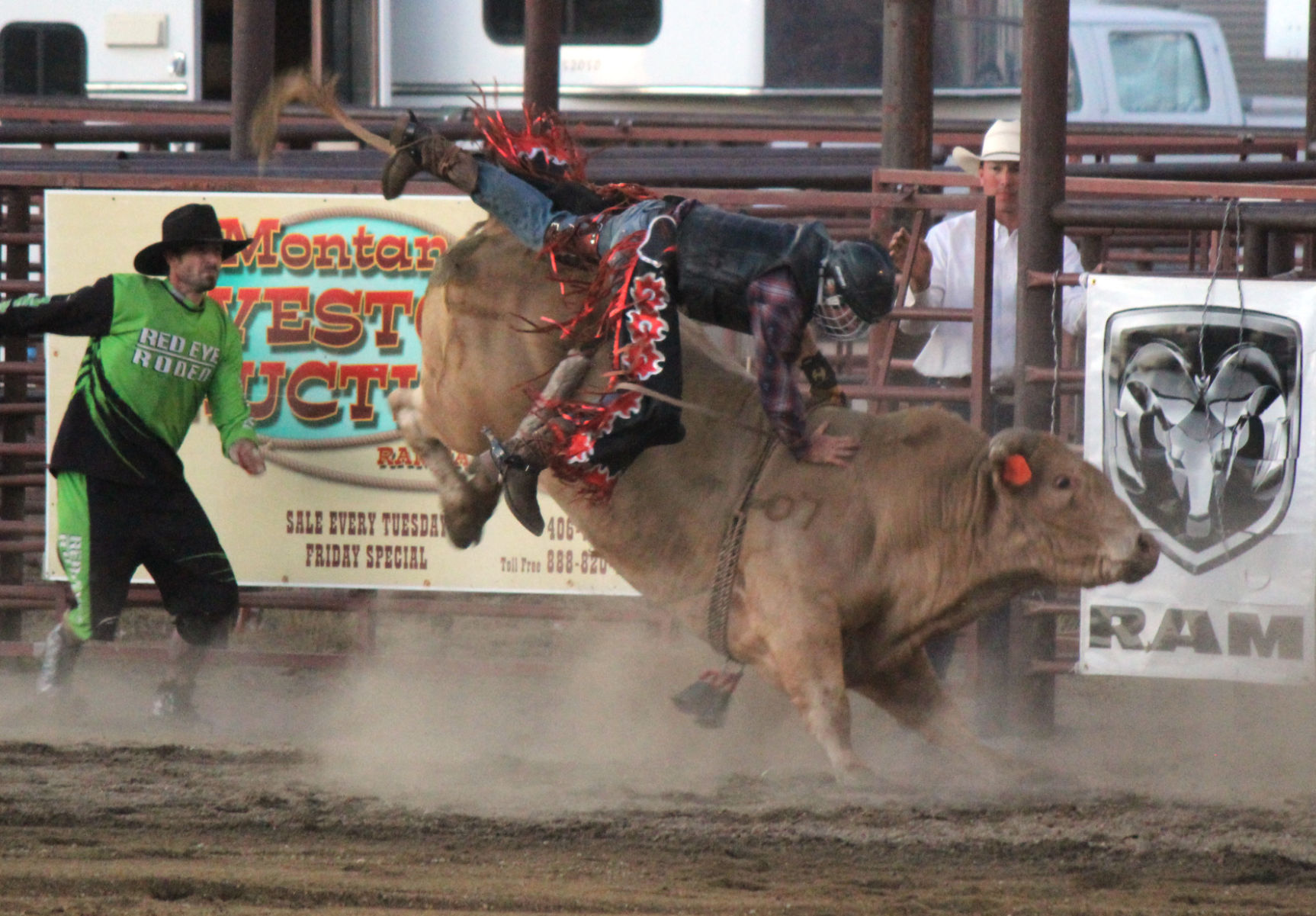 Animal Kingdom: Bulls And Broncs Steal Show At NRA Rodeo | Local Sports ...